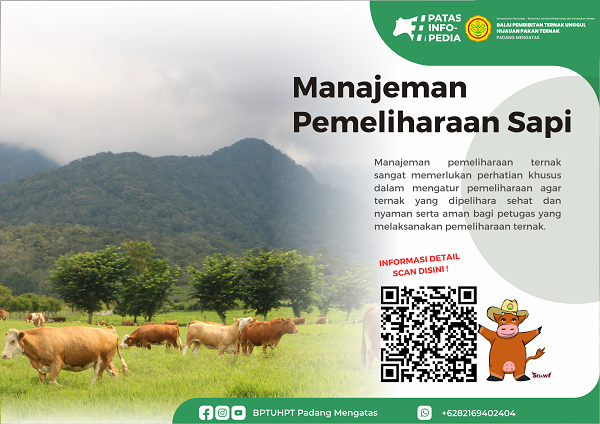 Manajemen Pemeliharaan Sapi BPTU HPT Padang Mengatas