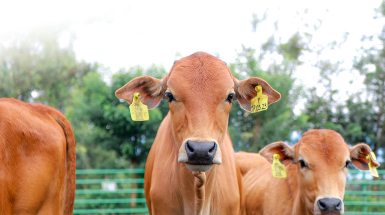 Sapi Pesisir Indonesia