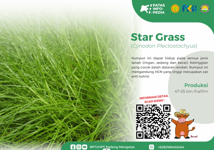 RUMPUT STAR GRASS