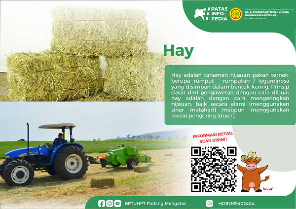 Hay BPTU HPT Padang Mengatas