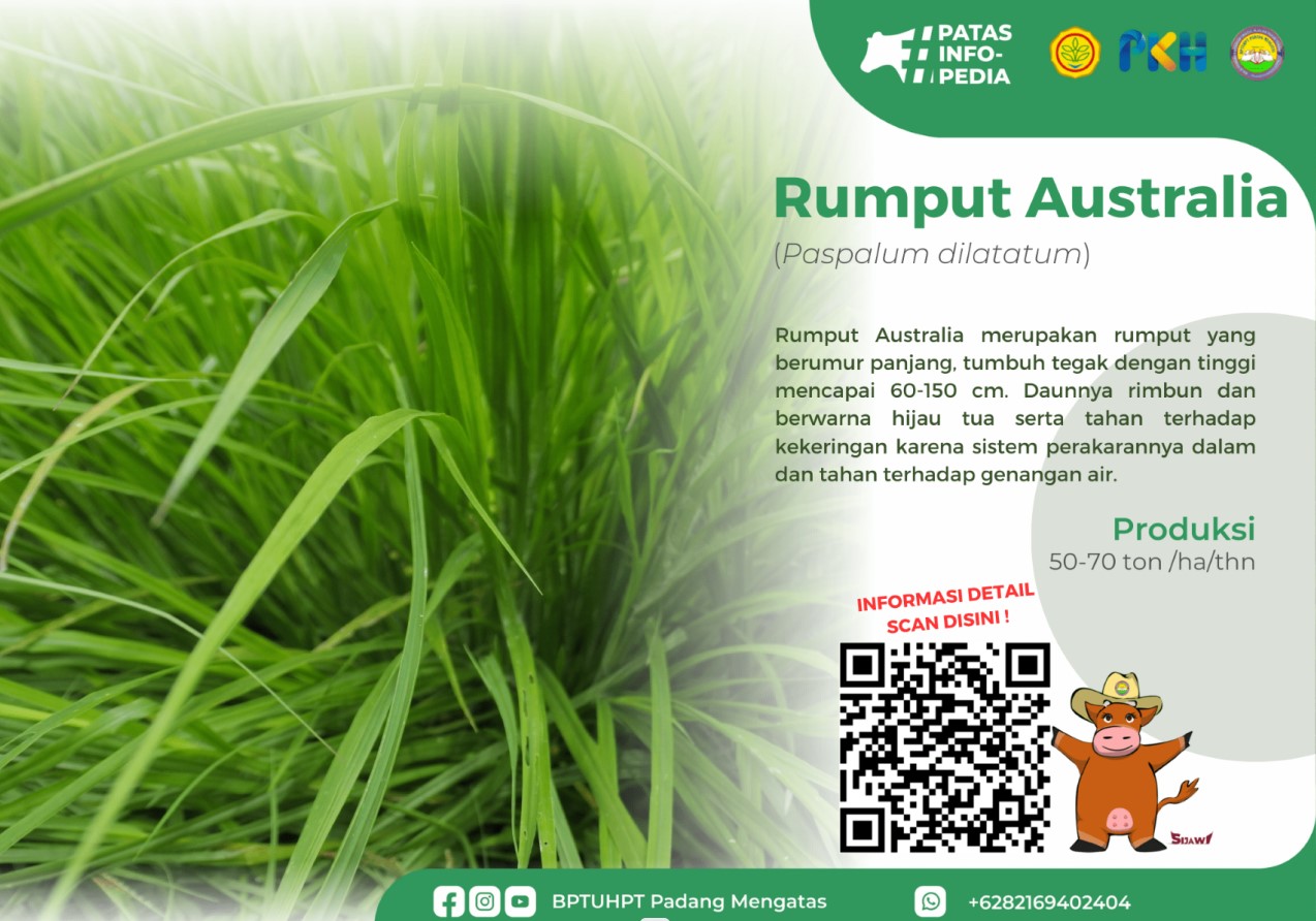 Rumput Australia