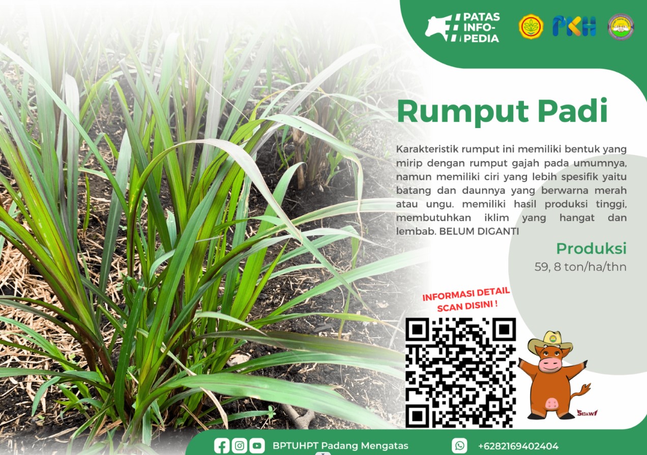 Rumput Padi