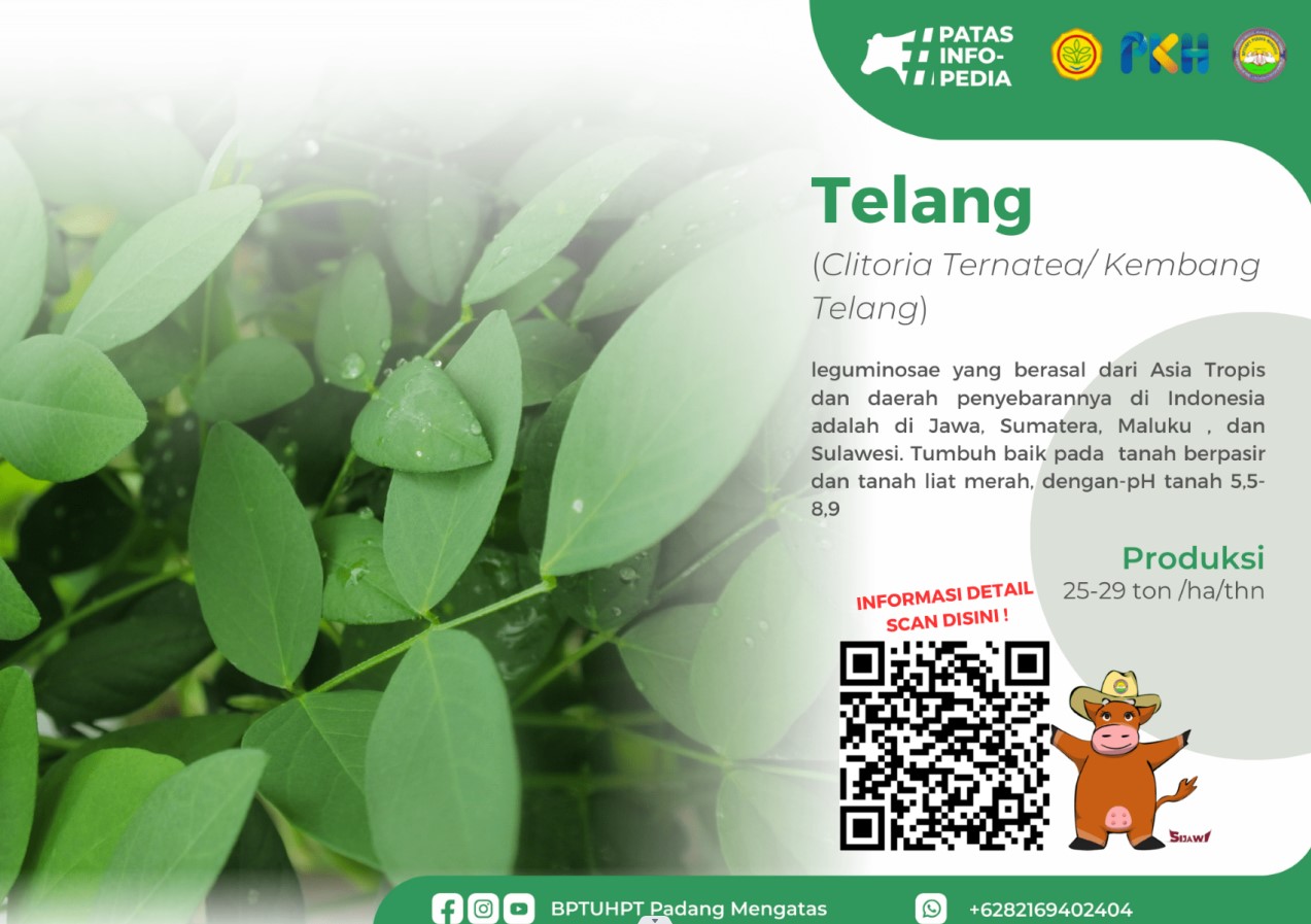 Telang (Clitoria Ternatea / Kembang Telang)