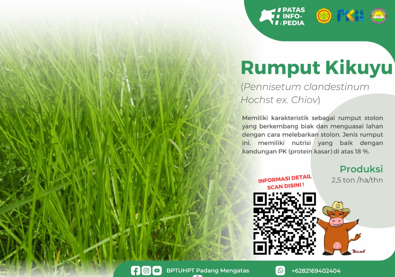 Rumput Kikuyu