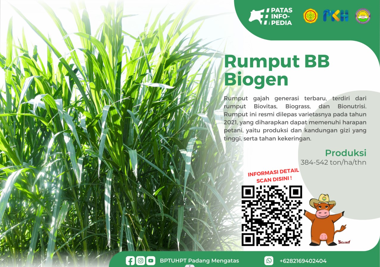 Rumput BB Biogen