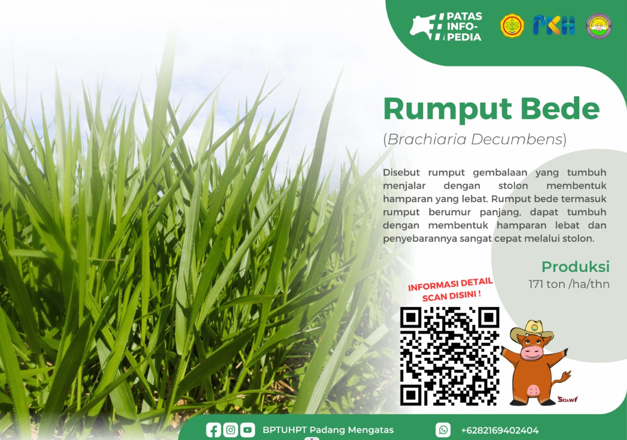 Rumput Bede