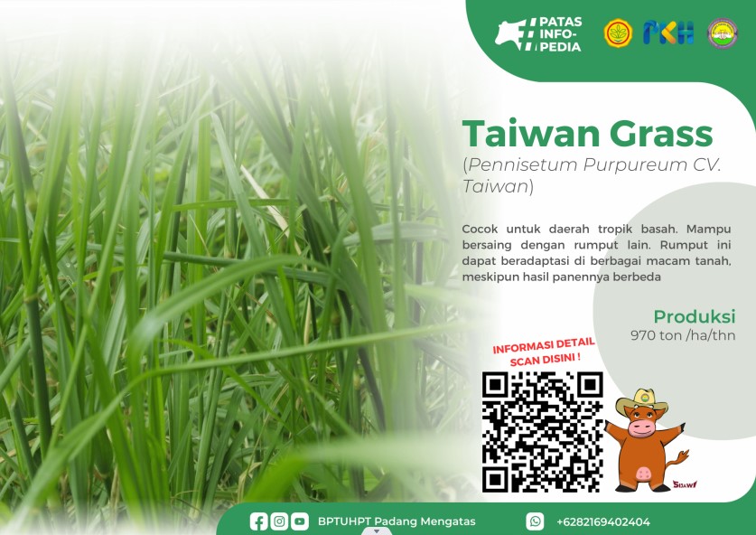 RUMPUT TAIWAN GRASS