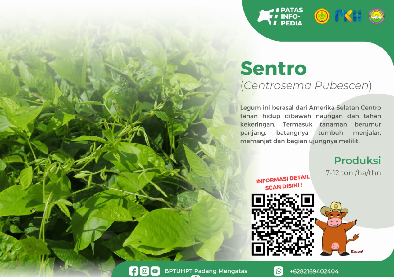 Sentro (Centrosema Pubescen)