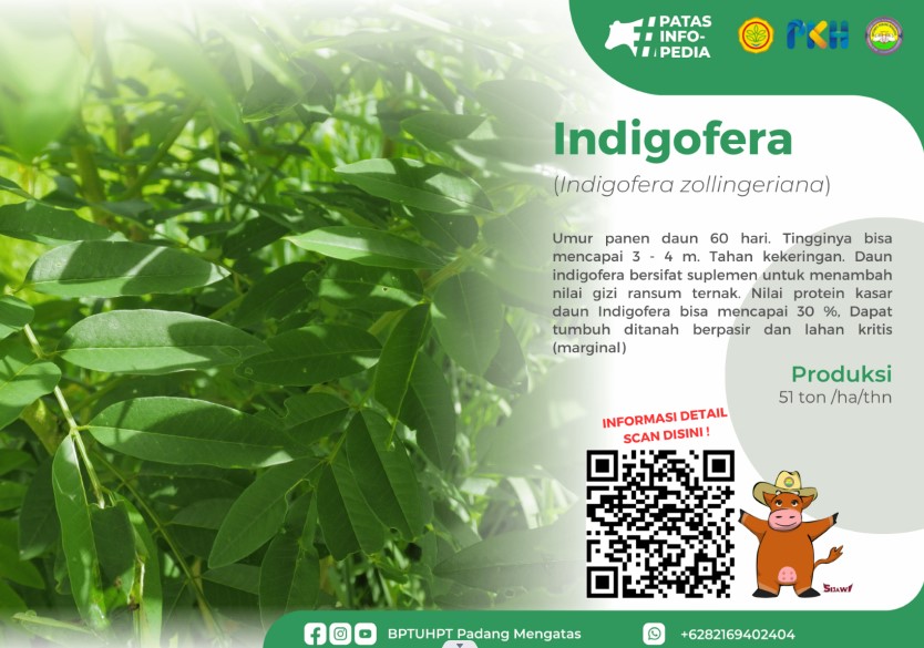 INDIGOFERA