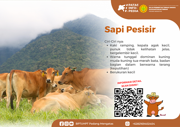 Sapi Pesisir BPTU HPT Padang Mengatas