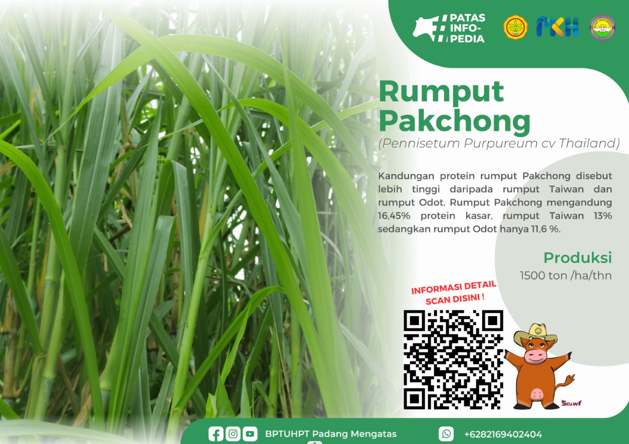 Rumput Packhong