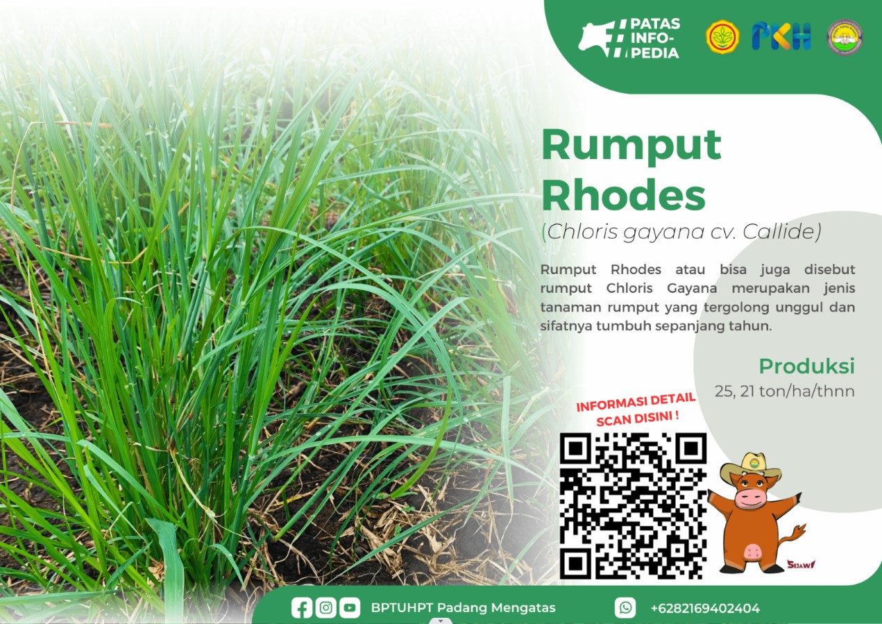 Rumput Rhodes