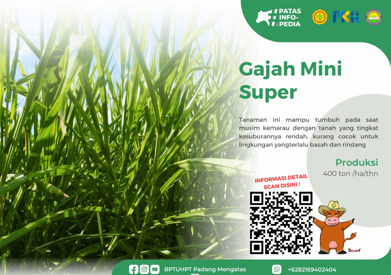 Gajah Mini Super