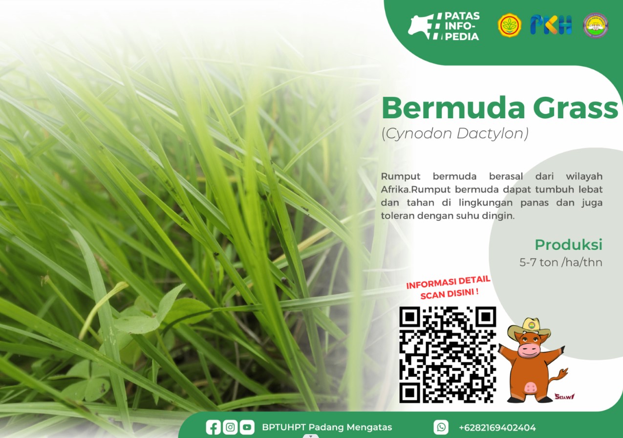 Rumput Bermuda