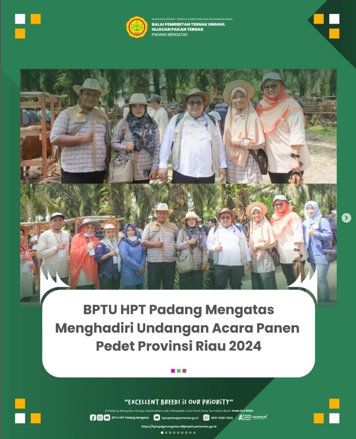 BPTU HPT Padang Mengatas Menghadiri Undangan Panen Pedet Riau 2024