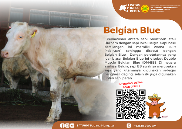 Belgian Blue