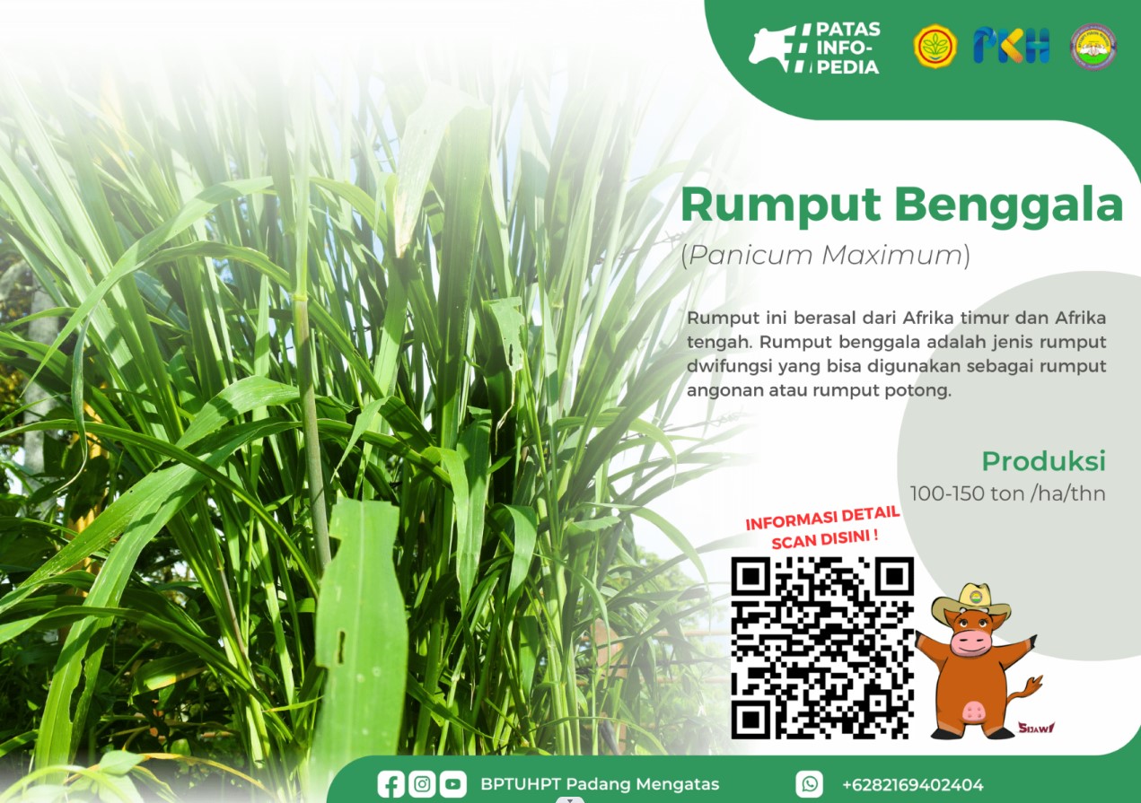 Rumput Benggala