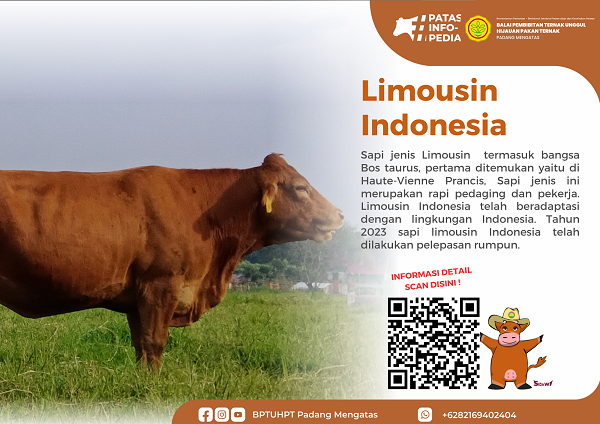 Sapi Limousin BPTU HPT Padang Mengatas