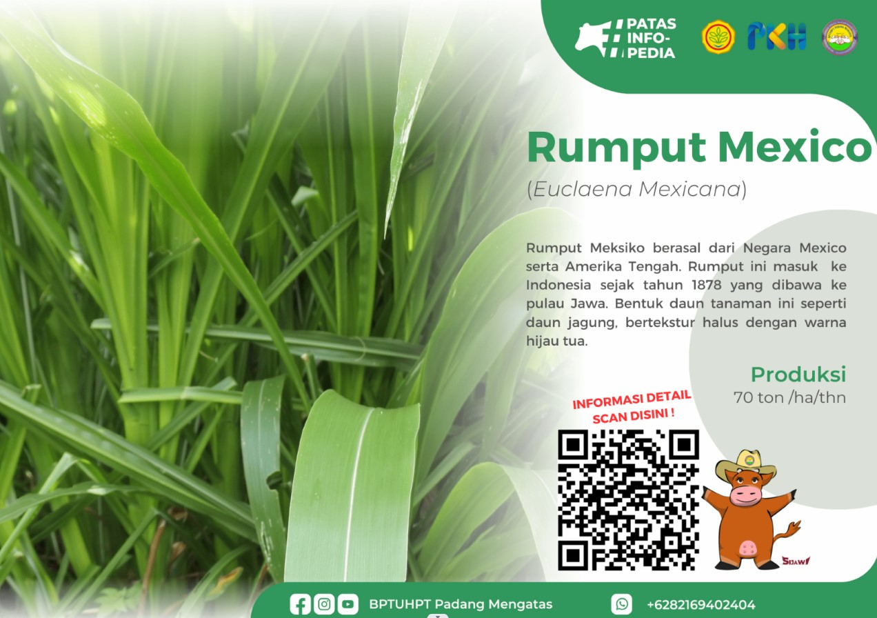 Rumput Mexico