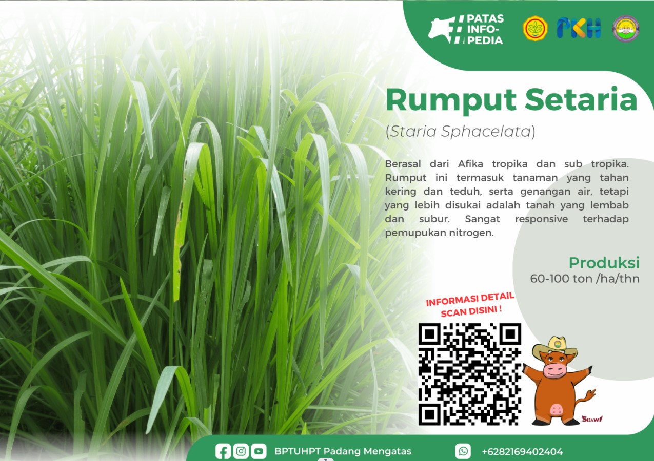 Rumput Setaria