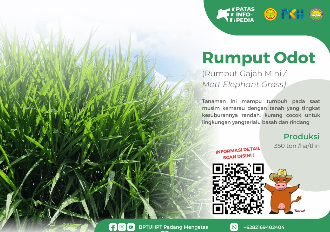 Rumput Odot