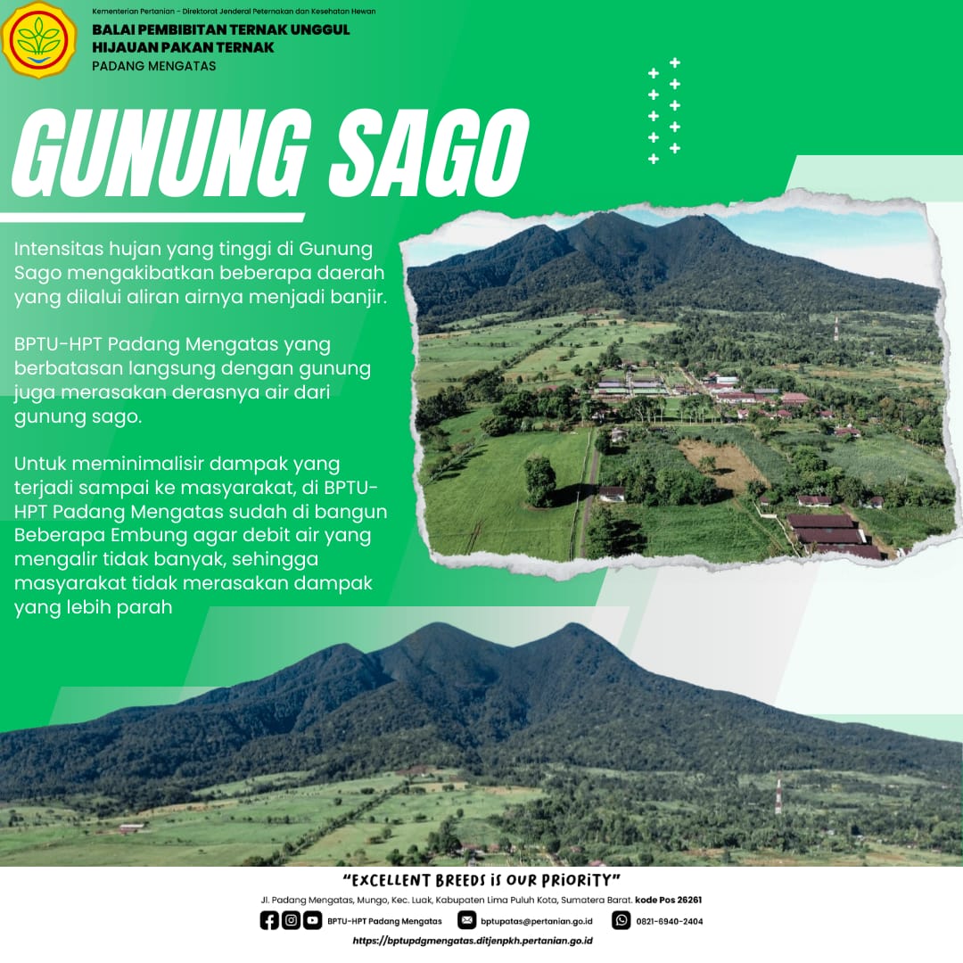 Infografis Curah Hujan Gunung Sago