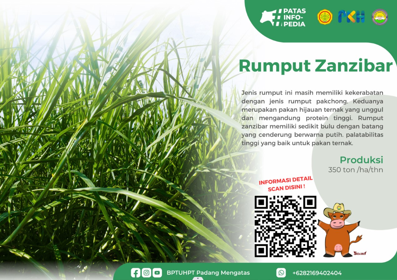 Rumput Zamzibar